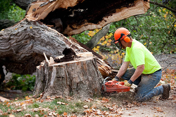 Best Dead Tree Removal  in Moroni, UT